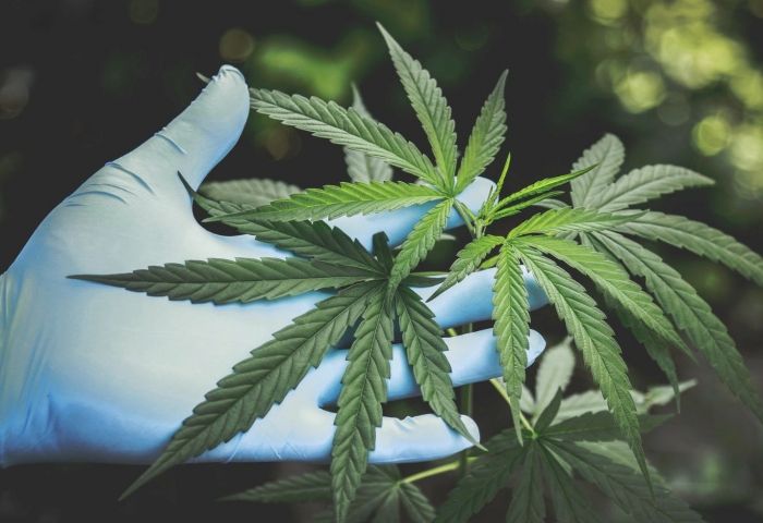 How a boy from Vietnam became a slave on a UK cannabis farm