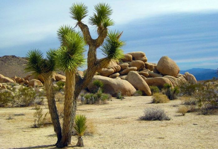 5 Things to Do in Palm Springs Instead of Sitting at the Pool