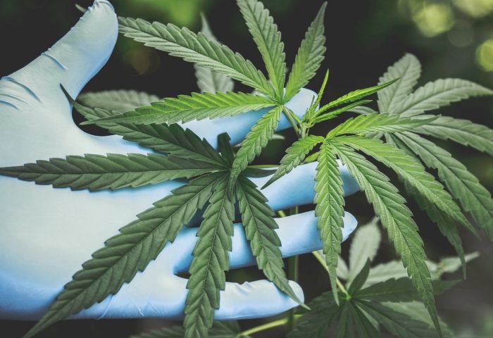Marijuana Banking Bill Would Save Federal Money, Congressional Budget Office Says