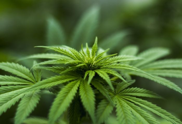 Budding cannabis industry is flourishing in SA