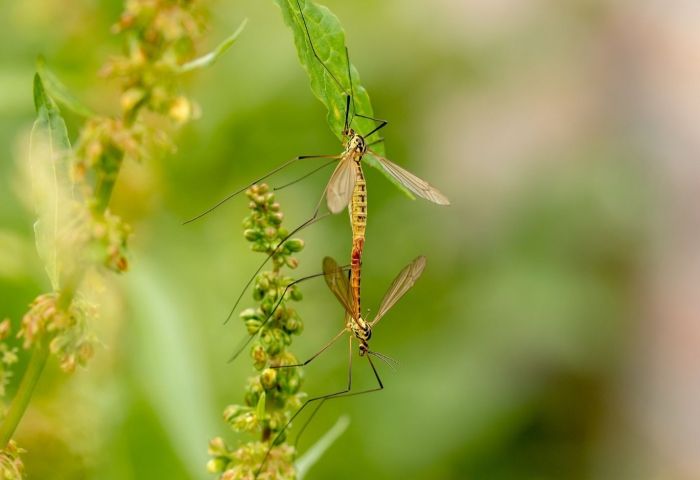 Applying new technologies for mosquito control