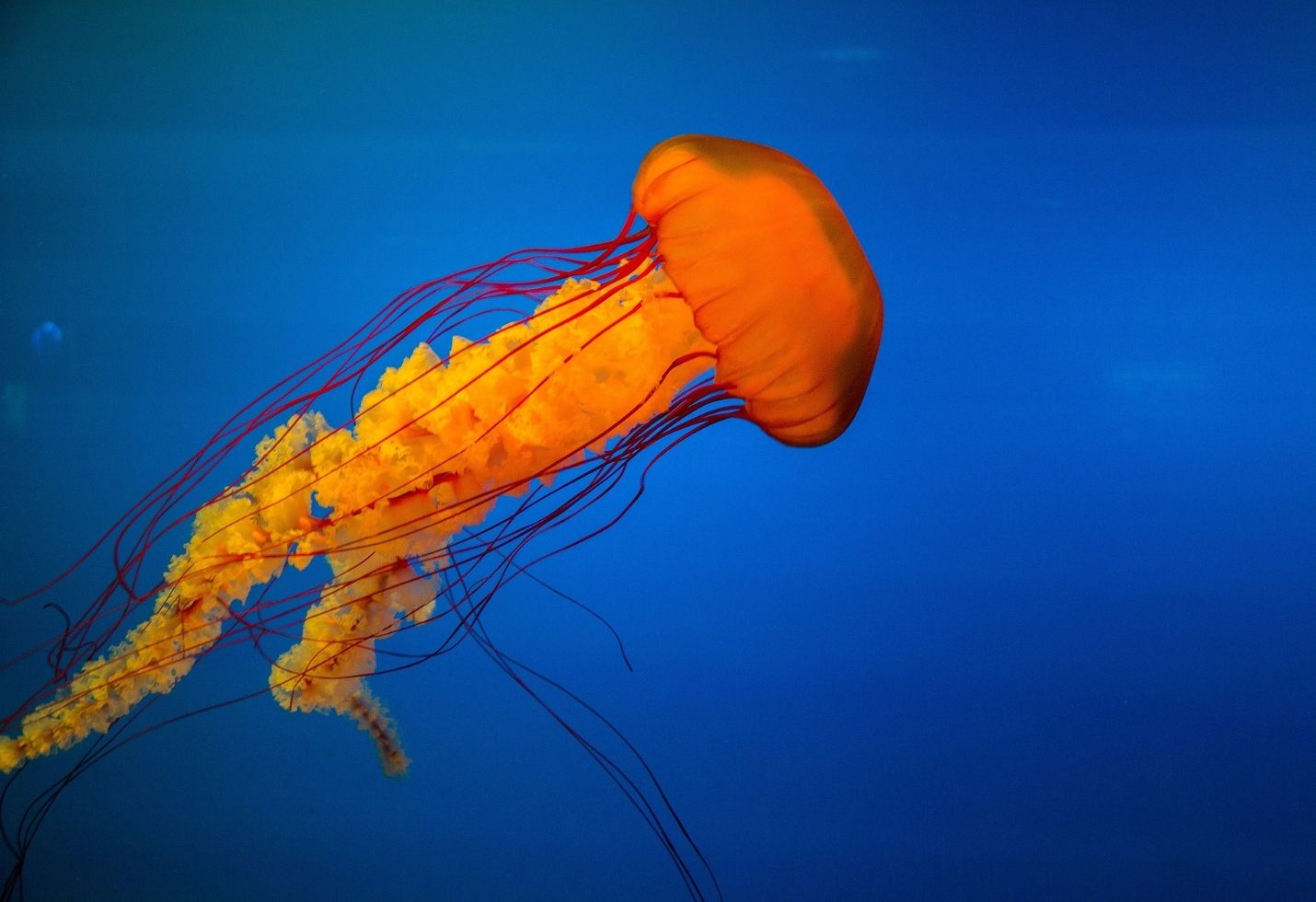 Humans pushing 1 million species to brink of extinction, says UN report