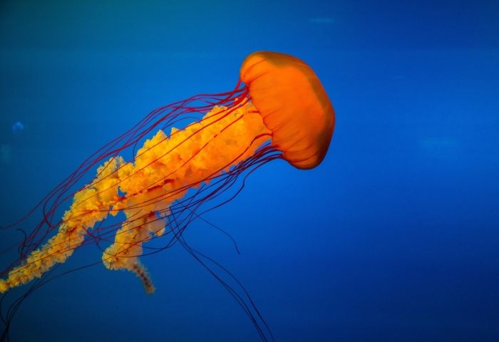 Humans pushing 1 million species to brink of extinction, says UN report